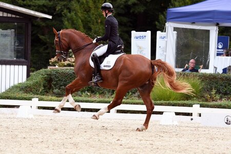 Kristina Olson sammelte mit ihrem FBW Dorys Dream wichtige Punkte für das Finale. | Foto: Dill