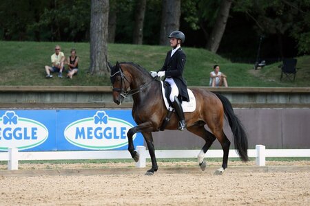 Max Wadenspanner stand im ersten Grand Prix de Dressage von Wiener Neustadt an der Spitze. | Foto (Archiv): Dill