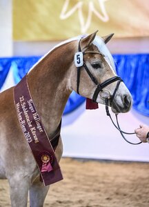 Bonfire, Siegerhengst der Haflinger, Foto Hubert Fischer