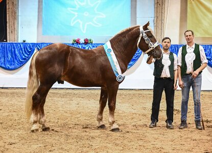 Siegerhengst Valesco mit Georg Hartl u. Christian Hollinger, Foto: Hubert Fischer