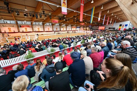 Die DSP-Hengsttage stehen vor der Tür. | Foto: Fischer