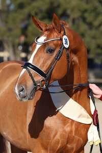 Aus der Zucht von Ariane Linneke stammt der DSP Dressursieger von München, ein De Sandro - Domherr Sohn. | Foto: LL-Foto