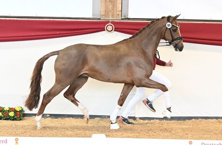 620.000 Euro für den Vivino-Sohn, Foto: Hubert Fischer