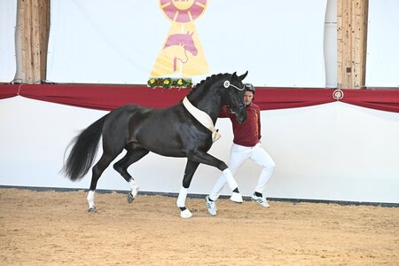 Ein typvoller Sohn von Springbank II wurde Prämienhengst. | Foto: Hubert Fischer