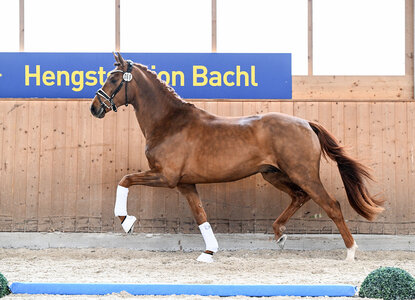 Valerio LK, Sieger der Dreijährigen; Foto: Hubert Fischer | © Hubert Fischer