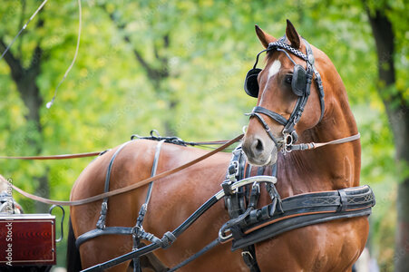 Im Einspänner ist Sophia Ihnen den "Großen" auf der Spur. | © Adobe Fotostock/ Dotana