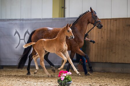 Siegerfohlen von Don Olympic - Sir Donnerhall, Züchter: Dieter Hilz | © Ostseepfalz Fotografie