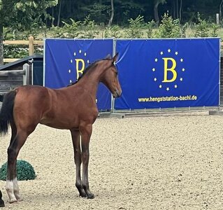 Der Fohlenauswahltermin findet nun auf dem Zuchthof Wadenspanner statt. | © Presse