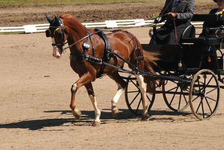 Die Einspänner-WM 2026 wird in München-Riem stattfinden. | © AdobeStockLichtreflexe