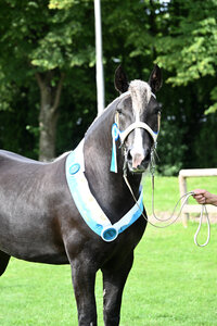 Siegerstute Josefine  | © Hubert Fischer