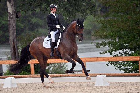 Champion der 5-jährigen Dressurpferde: Django Unchained | © Fotoagentur Dill