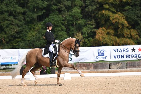 Vicente Arroyo Penaranda triumphierte mit dem Deutschen Reitpony Nemo in der S-Dressur | © Fotoagentur Dill