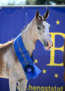 Vingino stellte das Siegerfohlen der Bachl-Hengstnachkommen | © Hubert Fischer