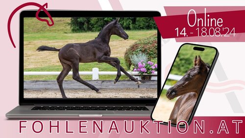 Auf www.fohlenauktion.at warten noch bis zum 18.08.2024 25 Spitzenfohlen auf Ihr Gebot! | © AWÖ
