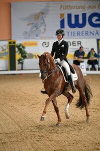 Im starken Trab weiß Gut Wettlkams D'avie FRH zu überzeugen. | © Dill (Archiv)