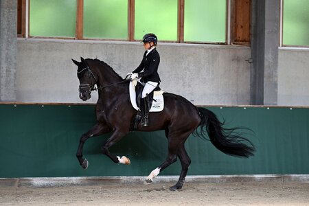 Zackorano wusste auf dem Waldhauser Hof unter dem Sattel von Dr. Uta Großerichter im Gert Gussmann Cup zu überzeugen. | © Dill