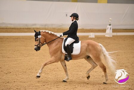 Das Haflinger Europachampionat ist gestartet. | © TEAM Myrtill