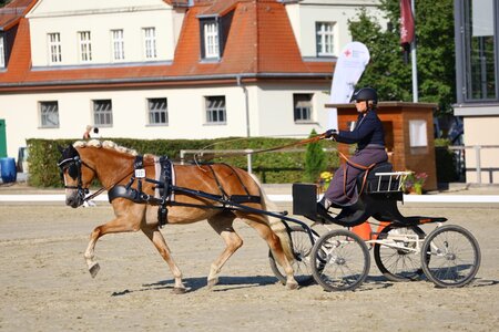 Jessica Wächter steuerte die Edelbluthaflingerstute Madiva SCH zum Titel der jungen Fahrponys | © Brit Placzek