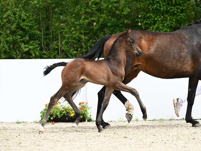 Ein Fohlen von Fair Deal avanvierte auf dem Waldhauser Hof zur Preisspitze.  | © Hubert Fischer