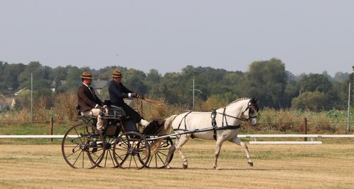 Kathrin Karosser in der Dressur am Freitag | © Herbert Rauser