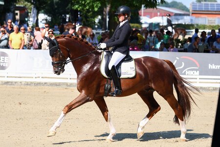 Erneut im Finale: Gut Wettlkam's Bowmore zieht auch bei den sechsjährigen Dressurpferden auf direktem Wege ins Finale ein. | © LL-Foto
