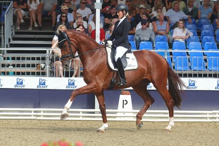 Bei seiner Bundeschampionats-Premiere trabte Valentin unter dem Sattel von Johanna Wadenspanner im Finale der vierjährigen Stuten und Wallach zu Platz sieben. | © Bischoff