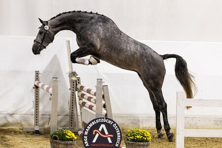 Am Donnerstag hat mit dem Freispringen der springbetonten Jungstuten, das AWÖ Bundeschampionat begonnen. | © Viktoria Hainzl