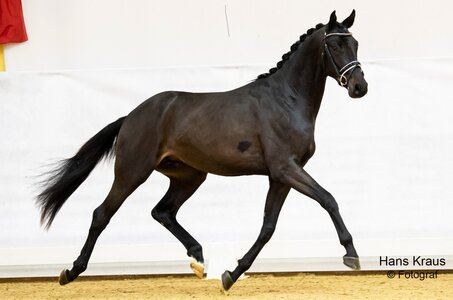 Erstmals findet das OÖ Freilaufchampionat beim Dressurturnier in Stadl-Paura statt. | © Hans Kraus