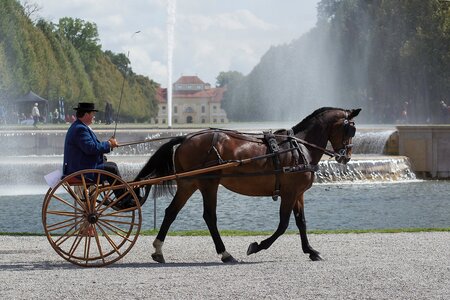 Die Rottaler sollen in Bayern mehr gefödert werden. | © Presse