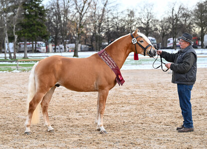 Siegerhengst Edelbuthaflinger: Sterntaler M | © Hubert Fischer