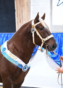Bewegungssieger Rabauke | © Hubert Fischer