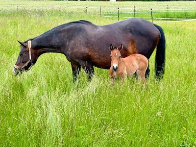 Die Rottaler Pferde sollen geschützt werden. | © Münchmeier