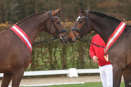 Westfalens Siegerhengste auf Tuchfühlung. | © Bischoff