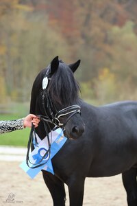 Lucifer des Zerailles, Siegerhengst der Sportponyrassen | © Beate Berchtold