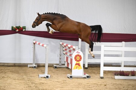 Ein Sohn von Heartbreaker ist für die DSP-Hengsttage zugelassen. | © Hubert Fischer