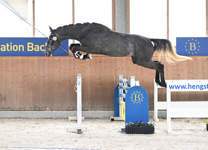 Geyers Larimar: Siegerin im Freispringcup der Dreijährigen | © Hubert Fischer