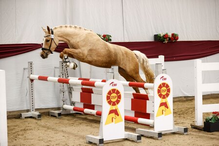 Besonders bei den Ponys machten die bayerischen Züchter beim Freilauf- und Freispringwettbewerb in Marbach auf sich aufmerksam. | © Olaf Rutschek
