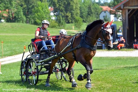 Anika Geiger und DSP Annabelle fahren im Marathon zu Rang vier und sind damit in der vorläufigen kombinierten Wertung auf Platz eins. | © Dill (Archiv)