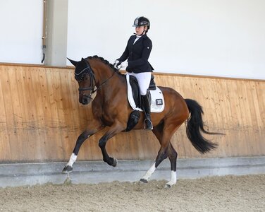 Nicht nur im Galopp hervorragend: Laviedel (v. Fidermark; Z: Gabriele Eder) beendete als Beste die Leistungsprüfung | © Beate Berchtold