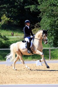 Über drei Tage wussten Ida-Marie Graschi und ihr Global Player in der Ponywertung zu überzeugen und galoppierten zum Bayerischen Meistertitel. | © Dill