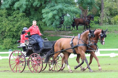 Stefan Ulrich (Schweiz) konnte mit seinen Pferden Fynn und Bombardier zu Platz eins in der 3*-Dressur der Zweispänner fahren. | © Herbert Rauser