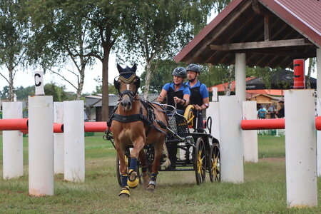 Kathrin Karosser und Nachtstolz waren wichtiger Teil des Pony Einspänner Teams, welches die Silbermedaille im Ländervergleich sicherte. | © Herbert Rauser