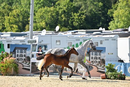 Für 35.000 Euro wurde Usha van de Kattevennen zugeschlagen. | © Team Myrtill/Presse