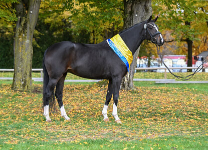 Die Bayernsiegerin der Warmblüter (DSP): Heaven's Duett d'Amour S v. Dancier Gold. | © Hubert Fischer Die Bayernsiegerin der Warmblüter (DSP): Heaven's Duett d'Amour S v. Dancier Gold. | © Hubert Fischer