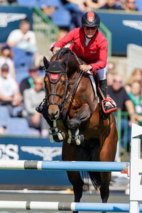 Der elfjährige Hannoveraner-HengstToys gehört zu Jörne Sprehes Top-Pferden | © Stefan Lafrentz