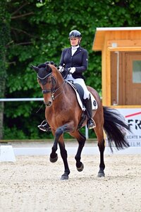 Yara Reichert und About You II schnappten sich in Motesice zwei Siege. | © Dill (Archiv)