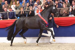 Der Oldenburger Siegerhengst v. Bonds-Diamond Hit-Florencio I-Santander H. | © Bischoff