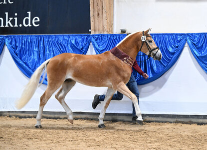 Haflinger Siegerhengst v. Neustart; Züchter und Besitzer Stefanie Obermeyer | © Hubert Fischer
