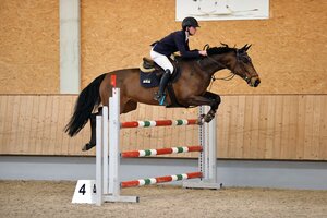 Tim Honold und Chiquita waren in Stadl Paura gut unterwegs. | © Dill/Archiv