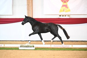 Gekört und prämiert: Donier-Sohn aus der Zucht von Andreas Meyer | © Hubert Fischer
